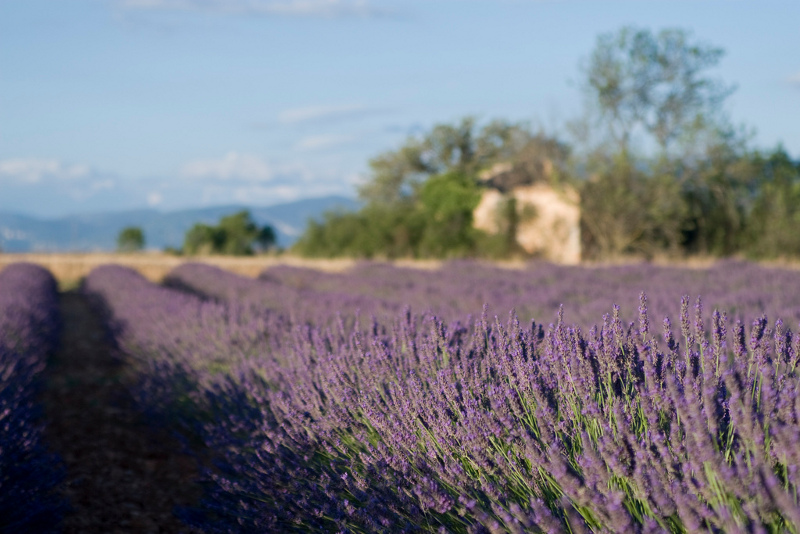 Champs de lavande